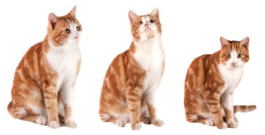 Kırmızı kedi oturan ve beyaz arka plan üzerinde izole bekleyen.