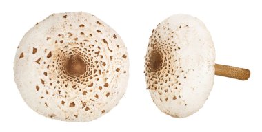 Beyaz arka planda izole edilmiş şemsiye mantarı ya da Macrolepiota procerası.