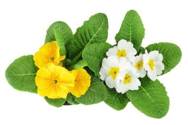 Beyaz arka planda izole edilmiş sarı ve beyaz çuha çiçeği. Üst Manzara. Düz yatıyordu.