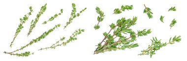 fresh thyme isolated on a white background with  full depth of field, Top view. Flat lay,