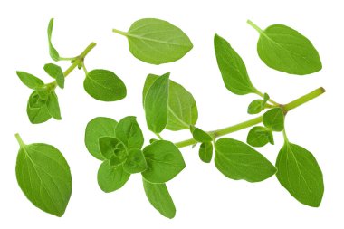 Oregano ya da marjoram yaprakları beyaz arka planda izole edilmiş. Üst Manzara. Düz yatıyordu.