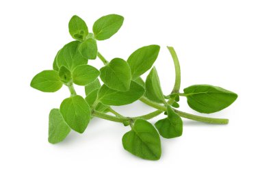 Kekik veya mercanköşk izole üzerinde beyaz arka plan bırakır.