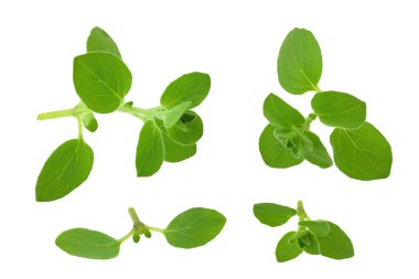Oregano ya da marjoram yaprakları beyaz arka planda izole edilmiş. Üst Manzara. Düz yatıyordu.