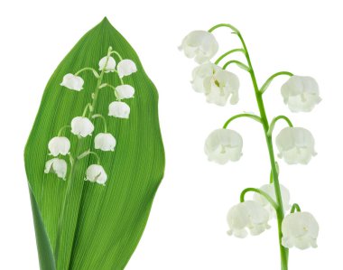 Vadideki Lilly çiçekleri beyaz arka planda izole edilmiş, geniş bir alana yayılmış.,