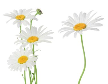 Papatya ya da papatyalar beyaz arka planda izole edilmiş, geniş bir alana yayılmış..