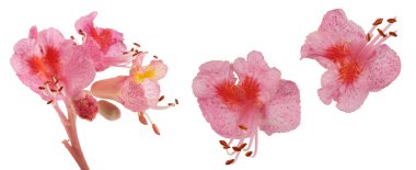Aesculus x carnea veya kırmızı at kestanesi beyaz arkaplanda izole edilmiş..