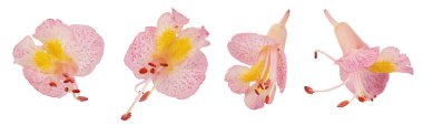Aesculus x carnea ya da kırmızı at kestanesi beyaz arka planda izole edilmiş. Üst Manzara. Düz yatıyordu.