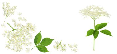 Mürver çiçeği ya da Sambucus nigra metnin için kopyalama alanı olan beyaz bir arkaplanda izole edilmiş. Üst Manzara. Düz yatıyordu