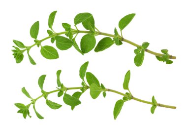 Oregano ya da marjoram yaprakları beyaz arka planda izole edilmiş. Üst Manzara. Düz yatıyordu.