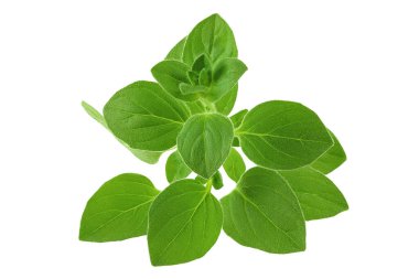 Kekik veya mercanköşk izole üzerinde beyaz arka plan bırakır.