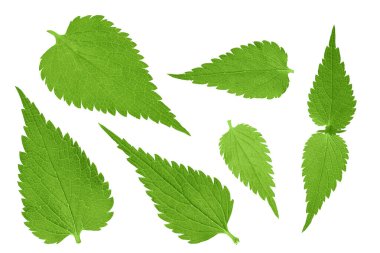 Beyaz arka planda ısırgan otu yaprağı izole edilmiş. Üst Manzara. Düz yatıyordu.