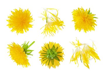 Beyaz arka planda izole edilmiş karahindiba çiçeği. Üst Manzara. Düz yatıyordu.