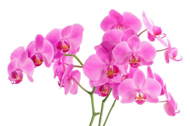 Beyaz arka plan üzerinde izole phalaenopsis orkide Şubesi.