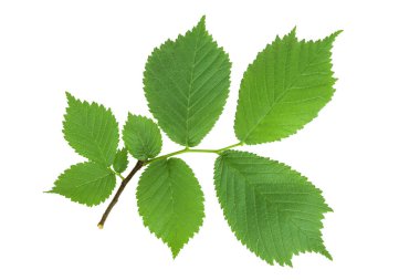 Beyaz arka planda genç yaprakları olan karaağaç dalı. Üst Manzara. Düz yatıyordu.