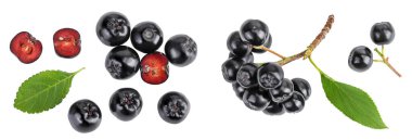 Beyaz arka planda yaprak izole edilmiş boğaz üzümü. Siyah Aronia. Üst Manzara. Düz yatıyordu.