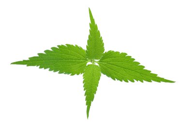 Beyaz arka planda ısırgan otu yaprağı izole edilmiş. Üst Manzara. Düz yatıyordu.