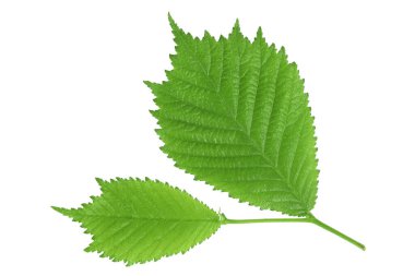 Genç karaağaç yaprakları beyaz arka planda izole edilmiş. Üst Manzara. Düz yatıyordu.