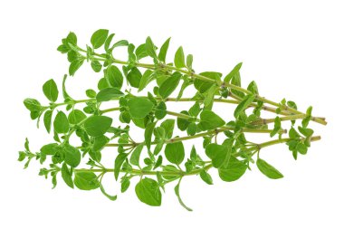 Oregano ya da marjoram yaprakları beyaz arka planda izole edilmiş. Üst Manzara. Düz yatıyordu.