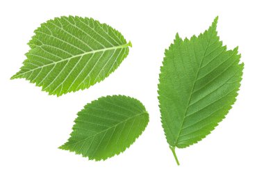 Genç karaağaç yaprakları beyaz arka planda izole edilmiş. Üst Manzara. Düz yatıyordu.