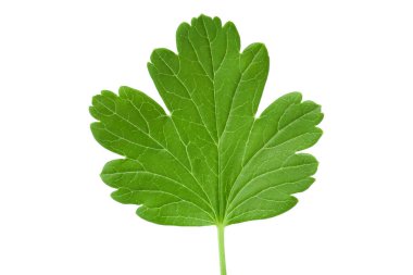 Bektaşi üzümü yaprağı beyaz arka planda izole edilmiş. Üst Manzara. Düz yatıyordu,