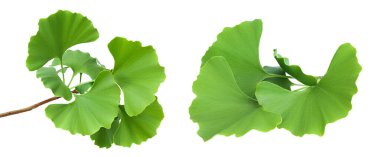 yeşil ginkgo biloba yaprakları beyaz arkaplanda tam derinlikte izole edilmiş.