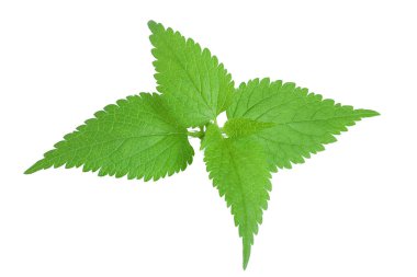 Beyaz arka planda ısırgan otu yaprağı izole edilmiş. Üst Manzara. Düz yatıyordu.