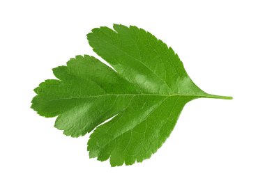 Beyaz arka planda izole edilmiş yeşil dikenli çilek yaprakları. Üst Manzara. Düz yatıyordu