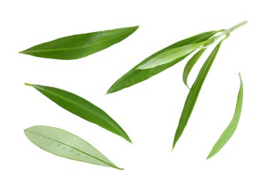 Beyaz arka planda izole edilmiş zeytin yaprakları. Üst Manzara. Düz yatıyordu