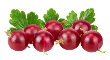 Kırmızı bektaşi üzümü tam derinlikte beyaz arkaplanda izole edildi