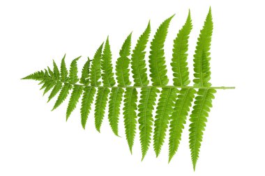 Beyaz arka planda taze eğrelti otu yaprağı. Üst Manzara. Düz yatıyordu