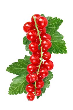 Beyaz arkaplanda kırmızı frenk üzümü var. Üst Manzara. Düz yatıyordu.