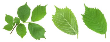 Beyaz arka planda genç yaprakları olan karaağaç dalı. Üst Manzara. Düz yatıyordu.