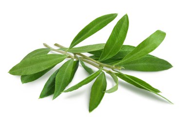 zeytin yeşili izole üzerinde beyaz arka plan bırakır.