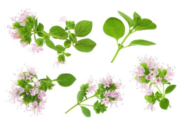 Çiçekli keklik otu beyaz arka planda izole edilmiş. Üst Manzara. Düz yatıyordu.