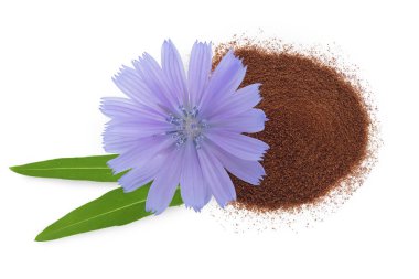 Beyaz arka planda izole edilmiş hindiba tozu ve çiçek. Cichorium intybus. Üst Manzara. Düz yatıyordu.