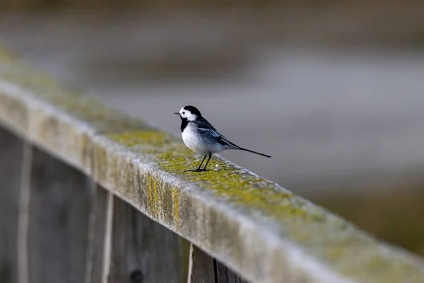 Bachstelze Auf Einem Hölzernen Geländer — Stockfoto