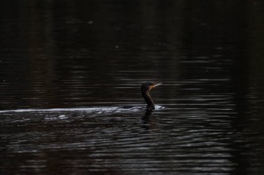 Kuran bir gölde yüzer.