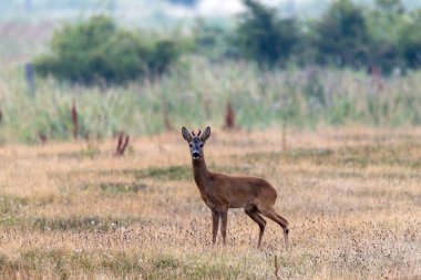 Roebuck çayırda, kameraya bakıyor.