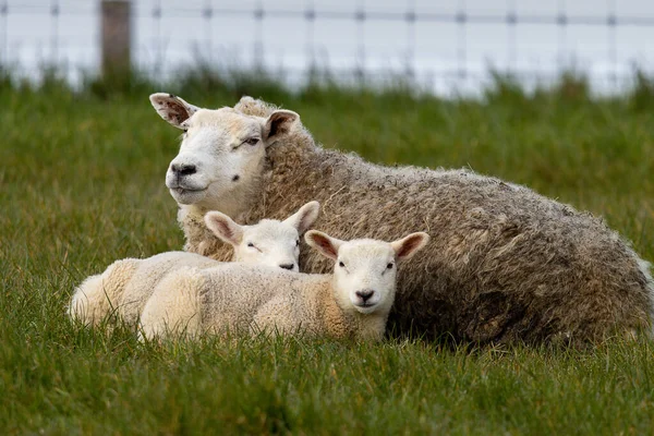 Sheep with 2 lambs in a meadow