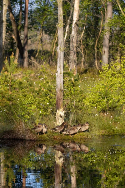 Kilka Kaczek Gołym Drzewie Nad Jeziorem — Zdjęcie stockowe