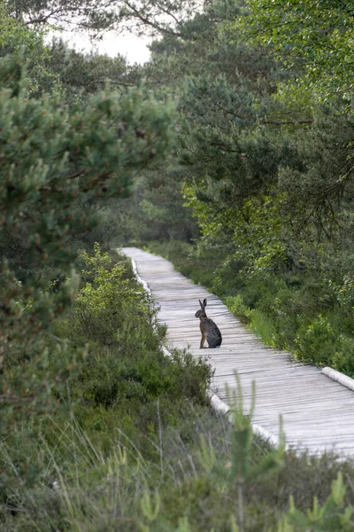 Dziki Królik Siedzi Okrągłej Ścieżce Pietzmoor — Zdjęcie stockowe
