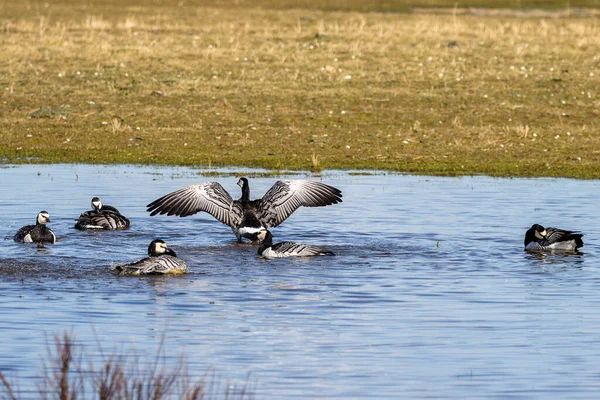 Barnacle Goose Spreads Its Wings — Stock Photo, Image