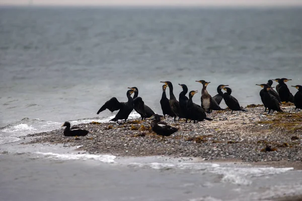 バルト海の岬の鵜たち — ストック写真