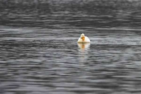 Canard Sauvage Pékin Dans Lac — Photo