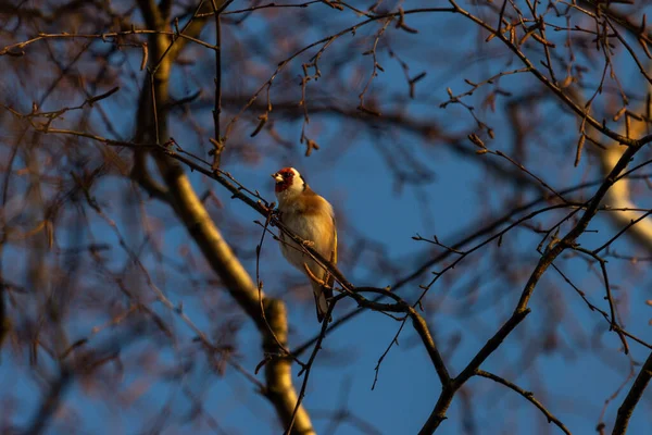 Goldfinch Větvi Pícninou Zobáku — Stock fotografie
