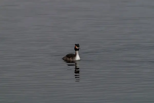 Great Crested Grebe Swims Lake — Stock Photo, Image