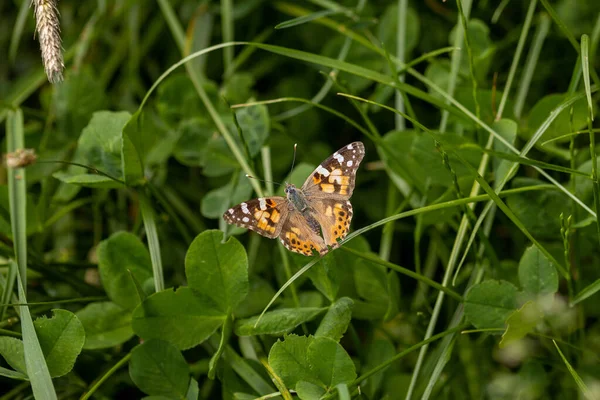 stock image Painted Lady with outstretched wings on plants