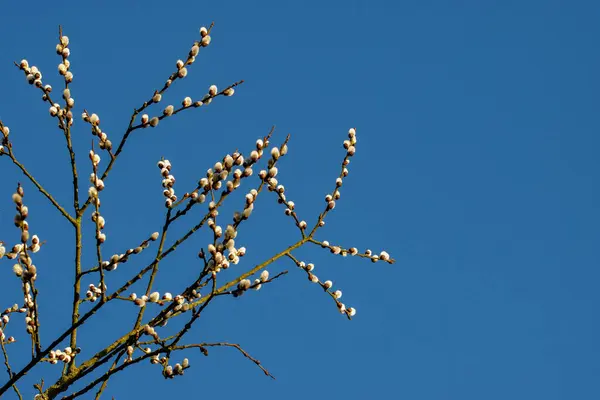 Tree Branches Pussy Willows Blue Sky — Stockfoto
