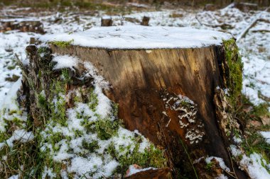 Ağaç kabuğu, yosun ve karlı ağaç kütüğü