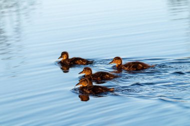 Gölde birkaç genç dişi var.